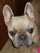 Small Photo #11 French Bulldog Puppy For Sale in AURORA, TX, USA