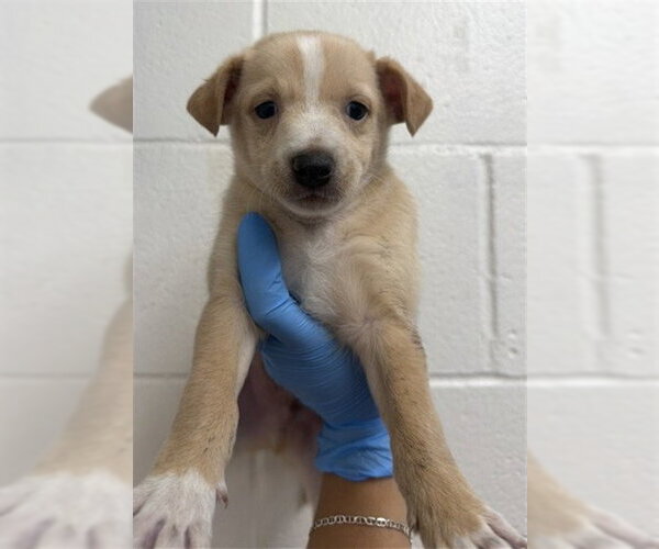 Medium Photo #1 Pembroke Welsh Corgi-Unknown Mix Puppy For Sale in San Bernardino, CA, USA