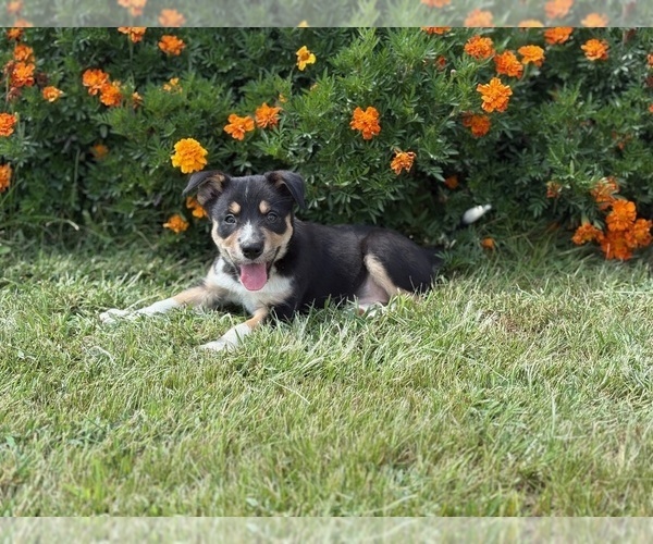 Medium Photo #5 Border Collie-Bordoodle Mix Puppy For Sale in AMES, IA, USA