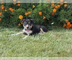 Small #4 Border Collie-Bordoodle Mix