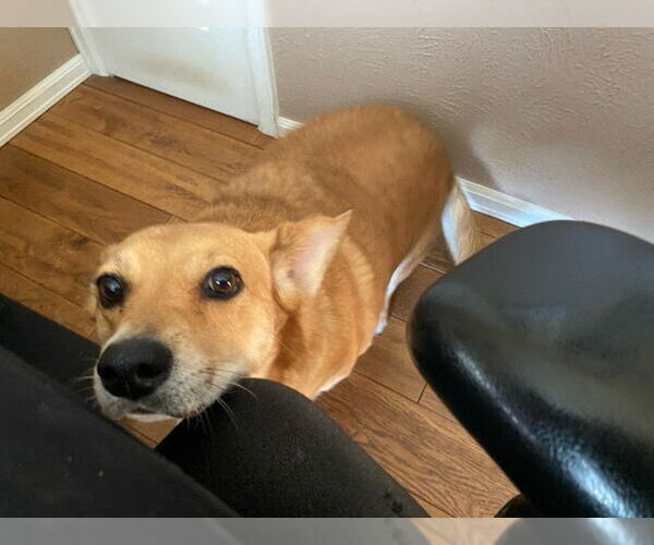 Medium Photo #2 Pembroke Welsh Corgi-Unknown Mix Puppy For Sale in Denver , CO, USA