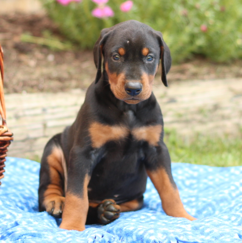 Medium Photo #1 Doberman Pinscher Puppy For Sale in GAP, PA, USA