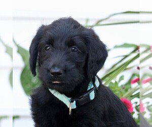 Labradoodle Puppy for sale in NARVON, PA, USA