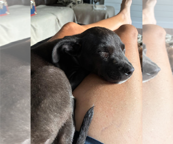 Medium Photo #9 Mutt Puppy For Sale in Holly Springs, NC, USA