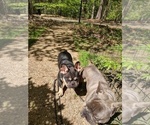 Small Photo #1 French Bulldog Puppy For Sale in MIDLOTHIAN, VA, USA