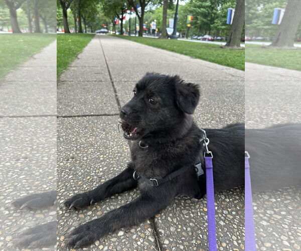 Medium Photo #8 Mutt Puppy For Sale in Philadelphia, PA, USA