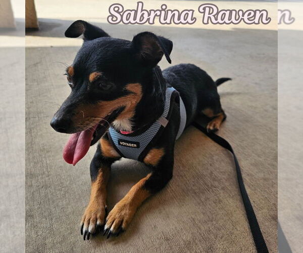 Medium Photo #3 Chiweenie Puppy For Sale in San Antonio, TX, USA