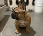 Small Photo #7 French Bulldog Puppy For Sale in DAVIE, FL, USA