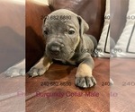 Puppy Burgundy Collar Cane Corso