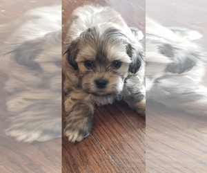 Zuchon Puppy for sale in SHAWNEE, KS, USA