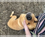 Small #18 Labrador Retriever Mix