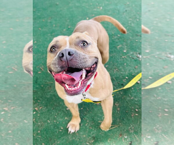 Medium Photo #1 Mutt Puppy For Sale in Clarkesville, GA, USA