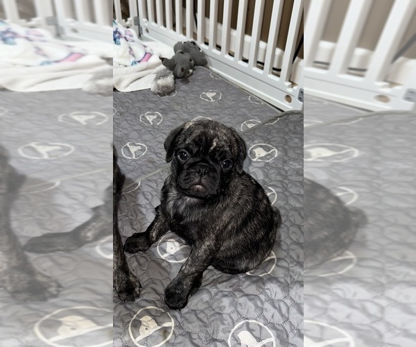 Medium Photo #40 Pug Puppy For Sale in TROY, MO, USA
