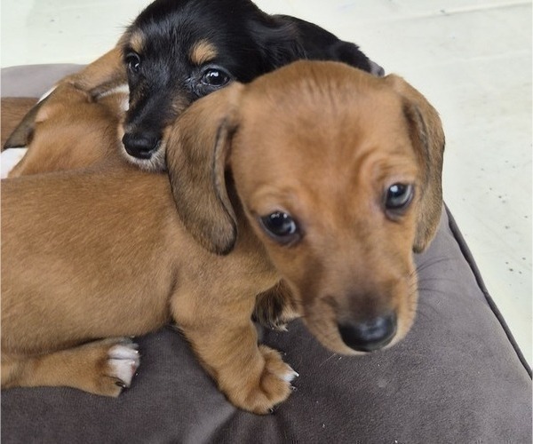 Medium Photo #41 Dachshund Puppy For Sale in SAINT CLOUD, FL, USA
