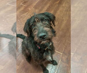 Irish Wolfhound-Labrador Retriever Mix Dogs for adoption in Foristell, MO, USA