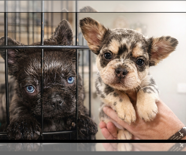 Medium Photo #7 French Bulldog Puppy For Sale in BEREA, KY, USA