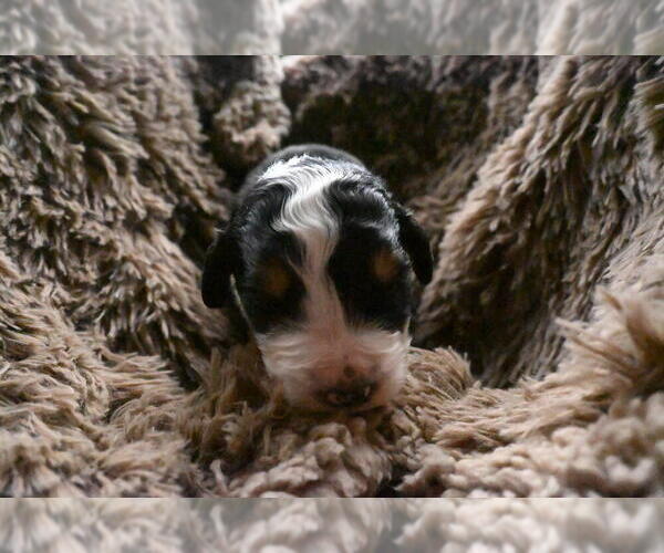 Medium Photo #22 Bernedoodle Puppy For Sale in ELMWOOD, IL, USA