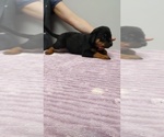 Small Photo #15 Rottweiler Puppy For Sale in ESTILL SPRINGS, TN, USA