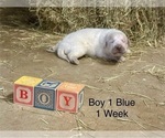 Small #6 Great Pyrenees