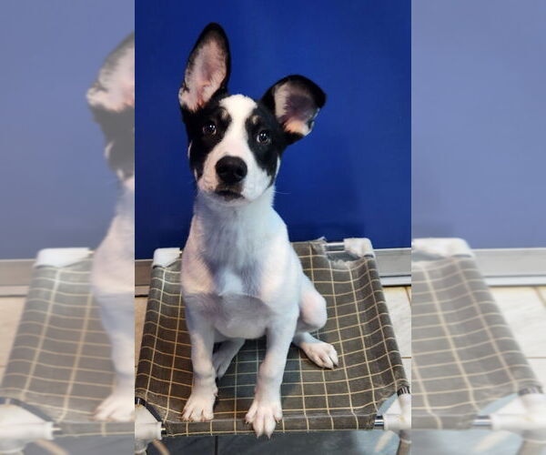 Medium Photo #6 Huskies -Unknown Mix Puppy For Sale in Walnutport, PA, USA