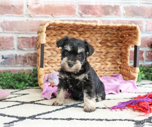 Medium Photo #4 Schnauzer (Miniature) Puppy For Sale in SYRACUSE, IN, USA