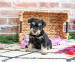 Small #3 Schnauzer (Miniature)