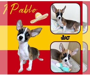 Chiweenie Dogs for adoption in Lindsay, CA, USA