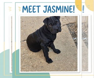 Mutt Dogs for adoption in Poplar Bluff, MO, USA