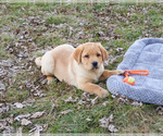Small #4 Labrador Retriever