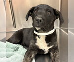 Small Labrador Retriever Mix