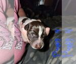 Small Photo #16 German Shorthaired Pointer Puppy For Sale in BEULAVILLE, NC, USA