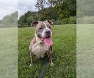 American Pit Bull Terrier-Unknown Mix Dogs for adoption in Derwood, MD, USA