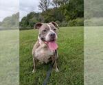 *NINA - Female American Pit Bull Terrier-Unknown Mix Dog for Adoption - Small photo