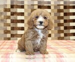 JJ - Male Bernedoodle (Miniature)-Cavapoo (Miniature) Mix Puppy for Sale - Photo #4