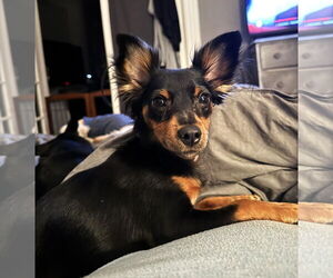 Papi-Pin Dog for Adoption in Westmont, Illinois USA