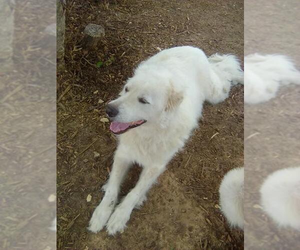 Medium Photo #8 Great Pyrenees Puppy For Sale in Spring, TX, USA