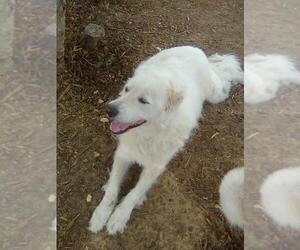 Sugar - Female Great Pyrenees Dog for Adoption - Photo #8