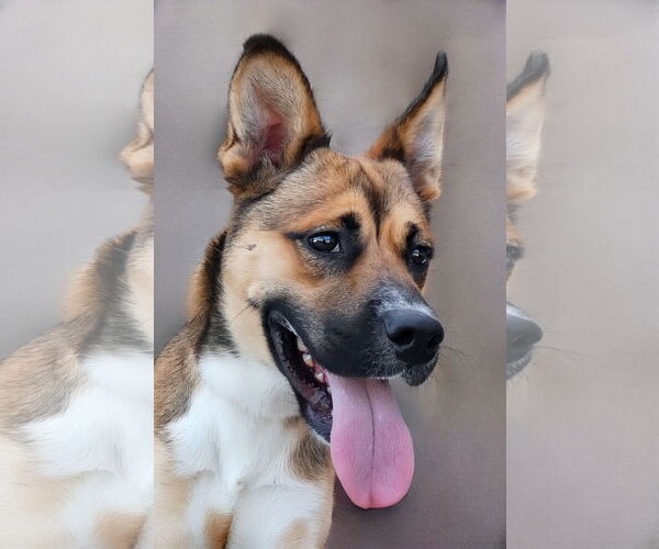 Medium Photo #1 Mutt Puppy For Sale in Pasadena, CA, USA