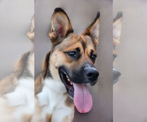 Mutt Dogs for adoption in Pasadena, CA, USA