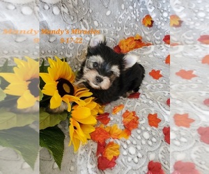 Yorkshire Terrier Puppy for Sale in DALLAS, North Carolina USA