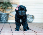 Small #4 Australian Retriever