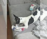Small #12 Chihuahua Mix
