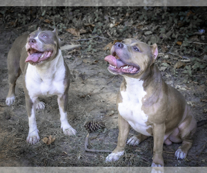 American Bully Puppy for Sale in RICHMOND, Virginia USA