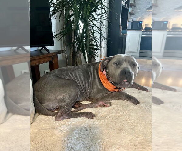 Medium Photo #2 Mutt Puppy For Sale in Mission Viejo, CA, USA