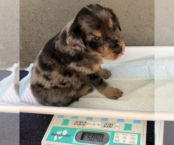 Medium Photo #24 Border Collie-Golden Retriever Mix Puppy For Sale in OVERLAND PARK, KS, USA