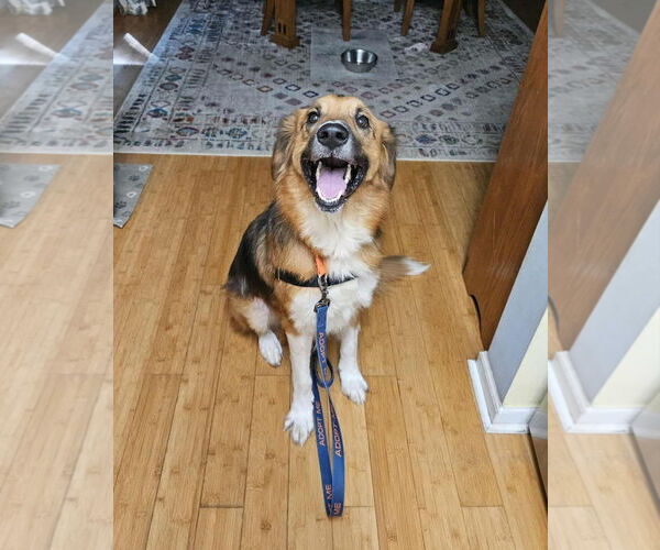 Medium Photo #1 Mutt Puppy For Sale in Thomasville, NC, USA