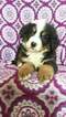 Small Photo #6 Bernese Mountain Dog Puppy For Sale in LANCASTER, PA, USA