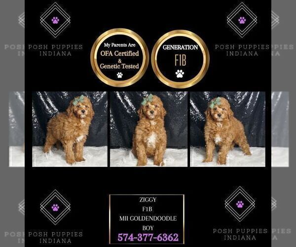 Medium Photo #86 Goldendoodle (Miniature) Puppy For Sale in WARSAW, IN, USA