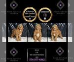 Small Photo #86 Goldendoodle (Miniature) Puppy For Sale in WARSAW, IN, USA