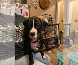 Bullboxer Pit Puppy for sale in EAST PROVIDENCE, RI, USA